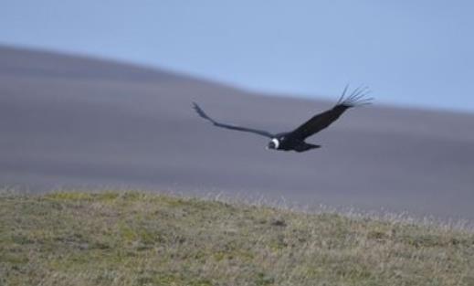 世界上最大的飞禽 安第斯神鹫展翅可达5米