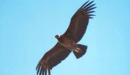 世界上最大的飞禽 安第斯神鹫展翅可达5米