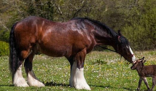 世界上最大的马 最大的夏尔马超过一吨重