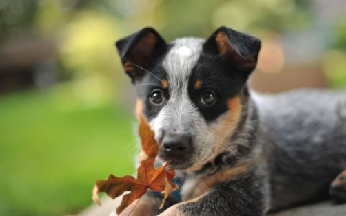 世界上寿命最长的狗 一澳洲牧牛犬寿命长达30岁