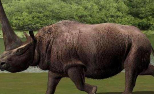 史上最大的有角犀牛 板齿犀体长超过8米 重达8吨