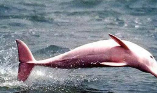 世界上最美的海豚 粉红瓶鼻海豚浑身都是粉红色 满满少女心