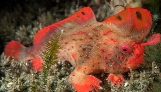 世界上最神秘的鱼 红合鳍躄鱼长着两只手 全身鲜红