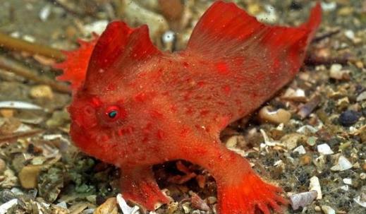 世界上最神秘的鱼 红合鳍躄鱼长着两只手 全身鲜红