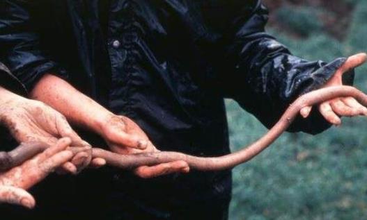 世界上最长的蚯蚓 可达2米的巨型蚯蚓比蛇还要大