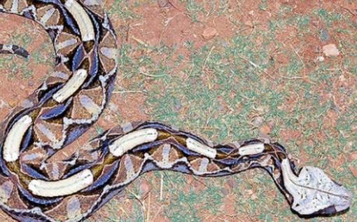 世界上毒牙最长的蛇 加蓬蝰蛇毒牙长5厘米 非洲最大毒蛇