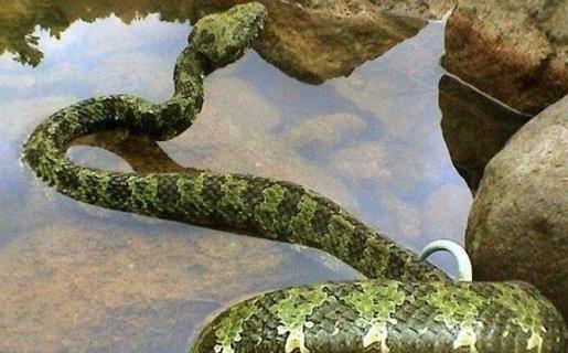 世界上毒牙最长的蛇 加蓬蝰蛇毒牙长5厘米 非洲最大毒蛇