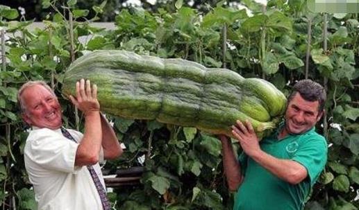 世界上最大的葫芦 巨型葫芦重达136斤长3米