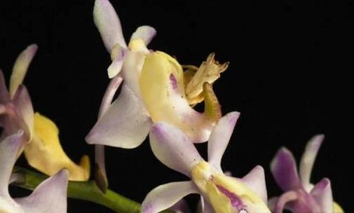 世界上最漂亮的螳螂 兰花螳螂是最会伪装的致命美丽
