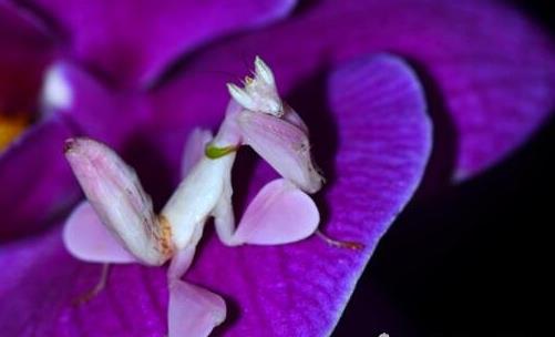 世界上最漂亮的螳螂 兰花螳螂是最会伪装的致命美丽