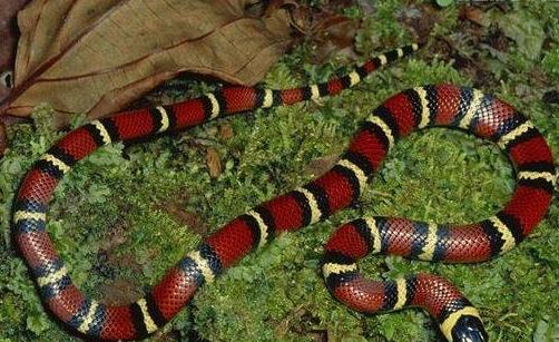 世界上最受欢迎的宠物蛇 牛奶蛇无毒有益 酷似剧毒珊瑚蛇