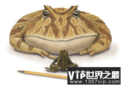 史前七种最大动物：魔鬼蛙竟能吞食三角龙(组图)