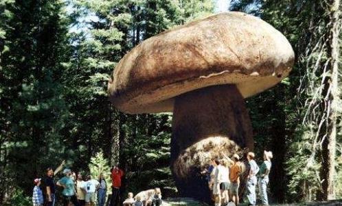 世界上最大的蘑菇 一个活了2400多岁的超大奥氏蜜环菌