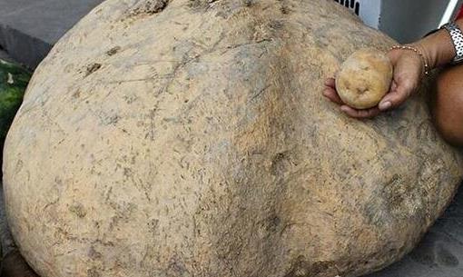 世界上最大的土豆 农妇无意间种出超过160斤的巨型土豆