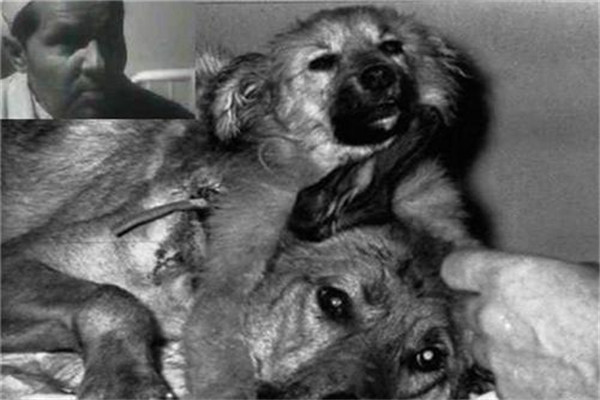 苏联做过的恐怖实验 典型的苏联双头狗实验