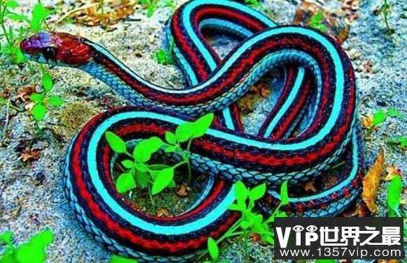 世界上最漂亮的五种蛇排名，全身翠绿的竹叶青蛇排第三