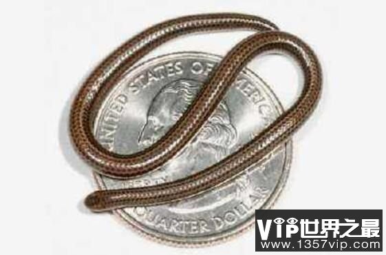 世界上最稀有的蛇：卡拉细盲蛇，形如意大利面条的蛇(长10厘米)