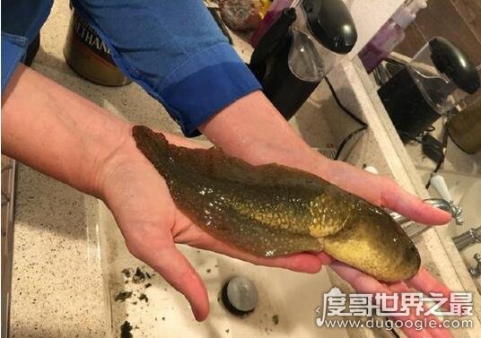 世界上最大的蝌蚪，巨型蝌蚪(长20厘米/比人手掌还大)