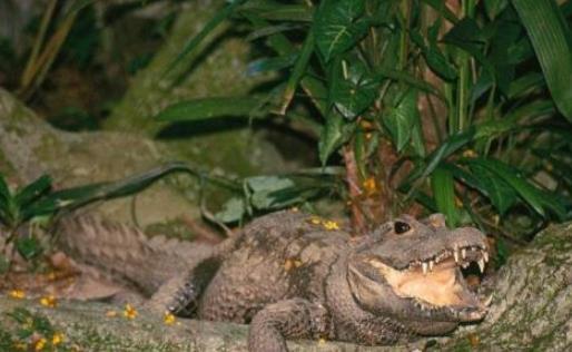 世界上体型最小的鳄鱼 非洲侏儒鳄1米长可当宠物