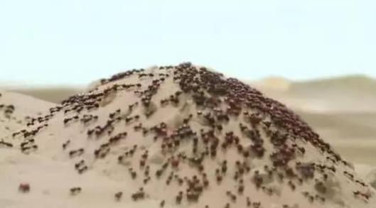 世界上最可怕的蚂蚁，沙漠行军蚁能吃人！