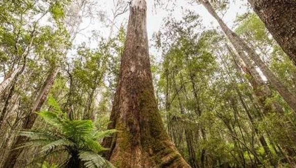 世界上最高的树，澳洲杏仁香桉树156米，相当于52层楼！