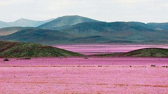 世界上最奥秘的沙漠，阿塔卡马沙漠一夜变为花海