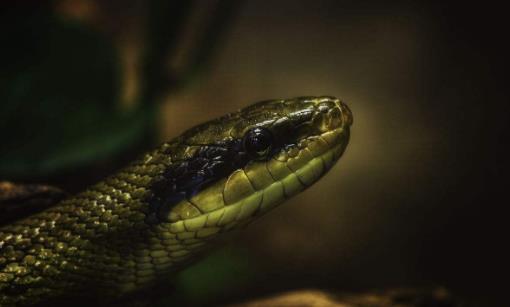世界上最温顺的蛇，黑眉锦蛇无毒，即将灭绝！