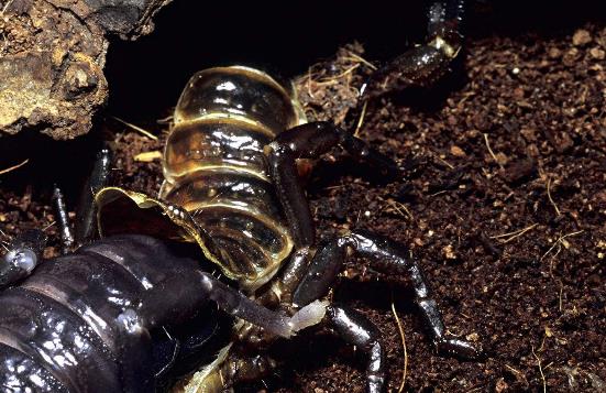 世界上最大的蝎子，非洲帝王蝎长达40CM，毒液有医药价值