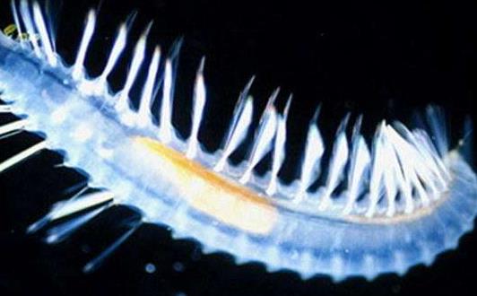 深海最恐怖的生物冥河水母 像极了《哈利波特》中的摄魂怪