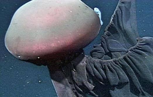 深海最恐怖的生物冥河水母 像极了《哈利波特》中的摄魂怪