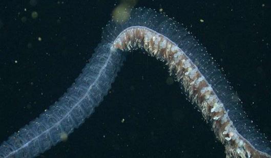 深海最恐怖的生物冥河水母 像极了《哈利波特》中的摄魂怪