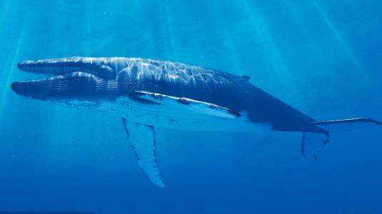 世界上最大的鲸鱼蓝鲸 长超过33米，重达200公吨以上