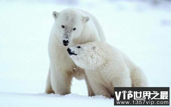 北极熊没有陆地能活吗，北极熊只能生活在冰上吗