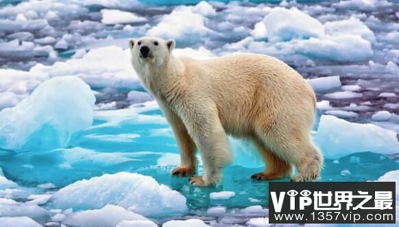 北极熊没有陆地能活吗，北极熊只能生活在冰上吗