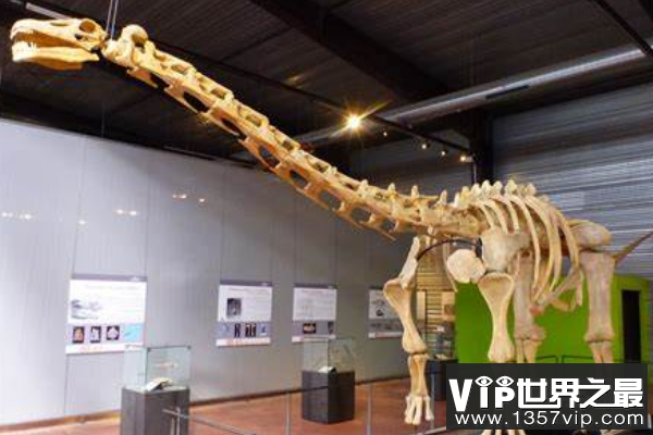 华北龙：一种巨型蜥脚类三角龙，化石骷髅完整度全球罕见