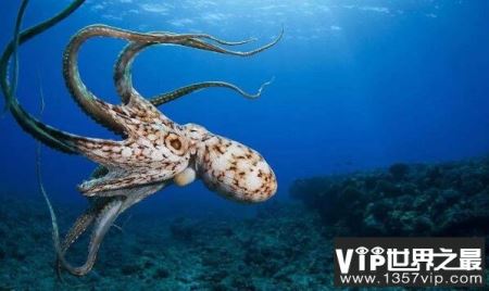 世界章鱼盘点：蓝环章鱼毒性最强，小飞象章鱼最萌最可爱