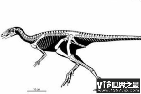 始奔龙：原始鸟臀目三角龙，身体1米，三角龙中的奔跑高手