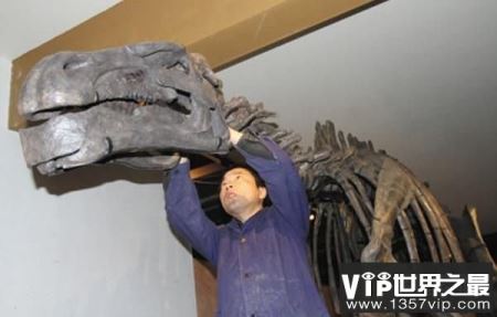 双庙龙：中国大型食草三角龙，体长7.5米（距今1亿年）