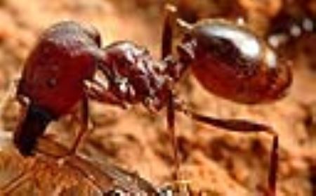 它是蚂蚁中的大力士，还能哺育出蘑菇！