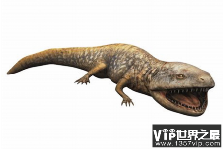 酷拉龙Koolasuchus：南极肉食两栖动物(扁平脑袋/眼睛在头顶)