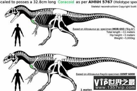 依潘龙：异特龙科的顶级肉食三角龙（长12米/鼻骨有角状装饰）