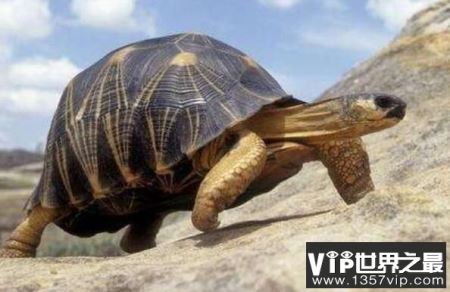 乌龟的寿命一般多长，乌龟长寿的秘诀(特殊的呼吸方式)