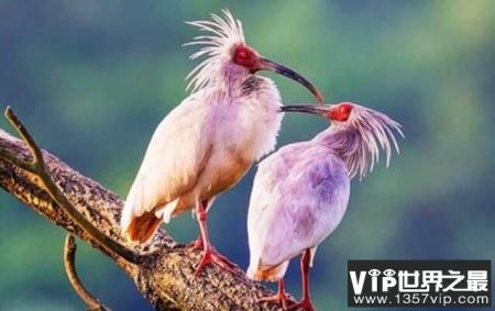 中国十大珍惜鸟类排行，祥瑞之鸟朱鹮排名第一