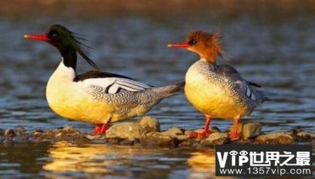 中国十大珍惜鸟类排行，祥瑞之鸟朱鹮排名第一