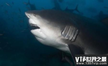 世界上最可怕的三大鲨鱼，凶猛的大白鲨榜上有名排第一