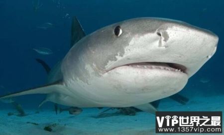 世界上最可怕的三大鲨鱼，凶猛的大白鲨榜上有名排第一