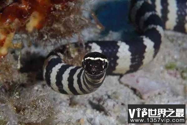 世界十大致命毒蛇 海蛇仅需要0.01毫克毒液即可致人死亡