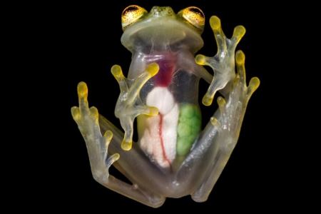 在半透明的皮肤下，可以清楚看到马绪比玻璃蛙雌蛙腹内的器官和蛙卵。</p><p> PHOTOGRAPH BY JAIME CULEBRAS