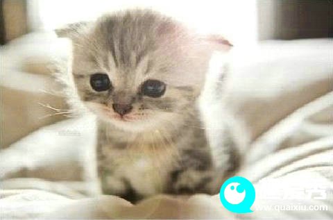 小猫要喝多长时间的奶水?小猫生下来几天可以走路睁眼?