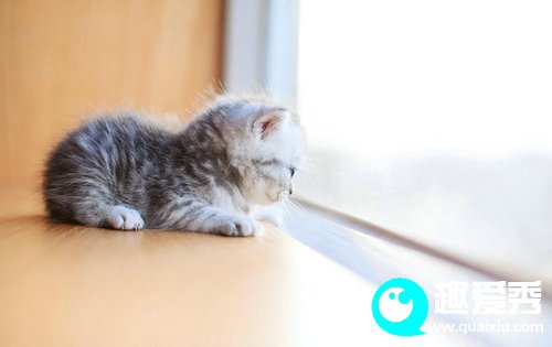小猫要喝多长时间的奶水?小猫生下来几天可以走路睁眼?
